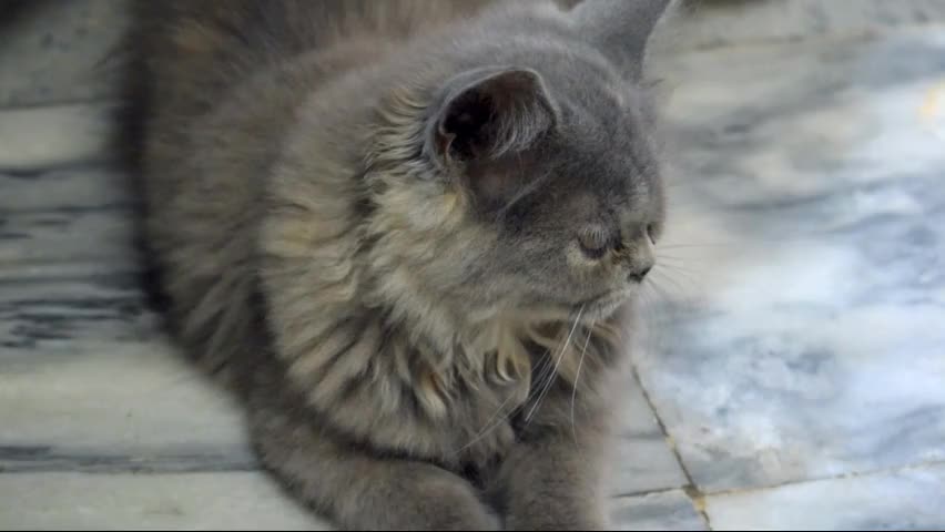 Persian Cat [ Longhair or Persian Longhair ]