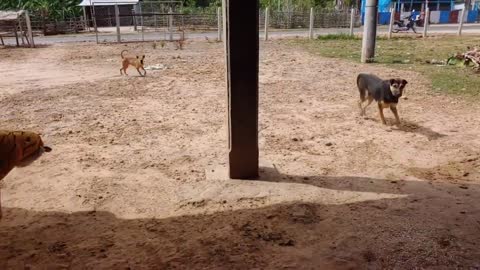 Fake tiger prank and dog funny comedy video 2021