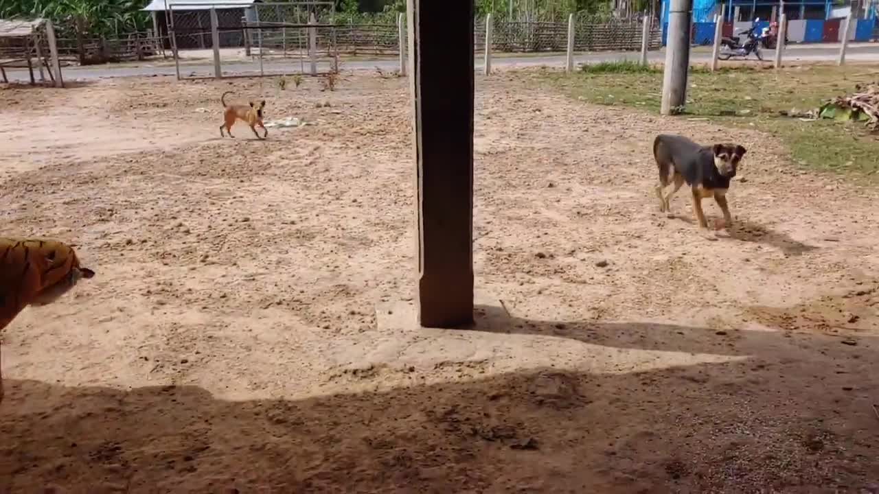 Fake tiger prank and dog funny comedy video 2021