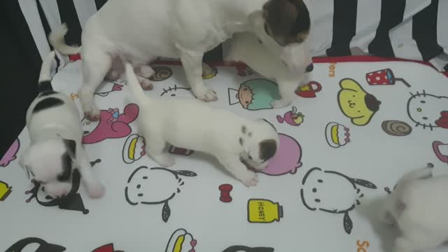 Quite puppy playing with mom.