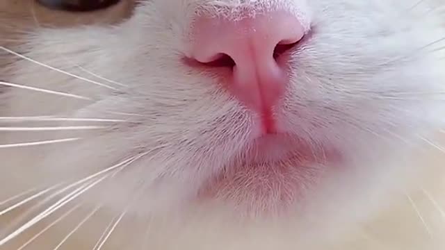 #shorts cat meme & kitten (tik tok video]💘 - funny cats meow baby cute compilation [cat-cash home