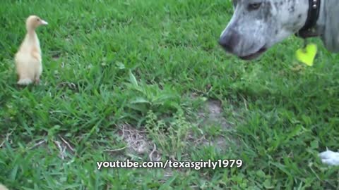 rooster faces pitbull and shows who's boss