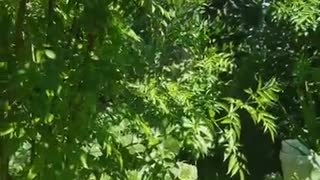 Garden Update 2021.04.15