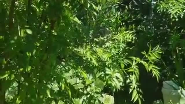 Garden Update 2021.04.15