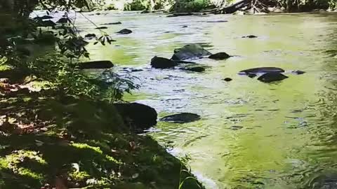 Smokies Mtn river