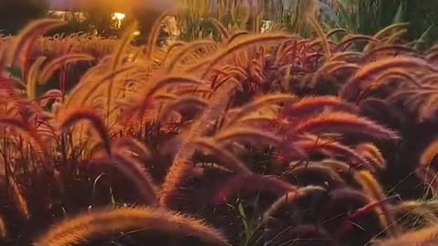 # autumn # wind # sky # # sunset # plants # foryou # #beauty