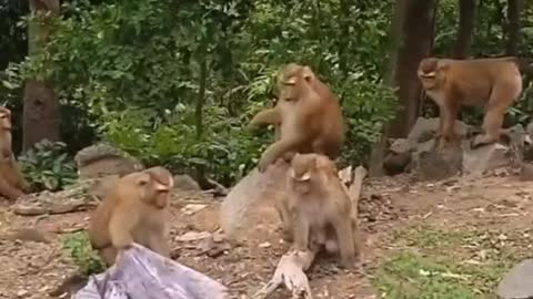 Funny Monkey Video | Don't Laugh while watching this video