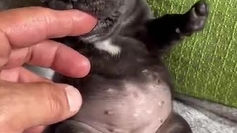 Bulldog video