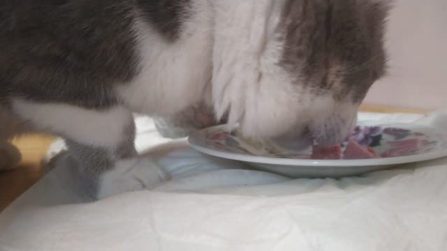 My cat doesn't like sausage