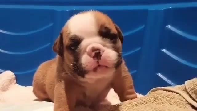 The dog is on the blanket.