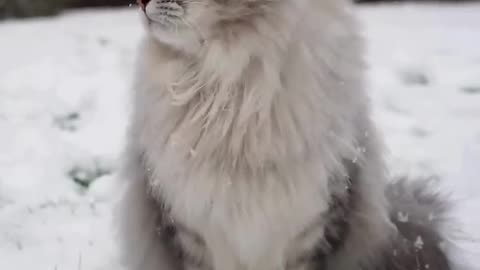 The end 🥰🥰🥰 #cute #viral #pets #shorts #petsfriendships