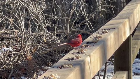 Male Cardinal doggy bags a big peanut 😊