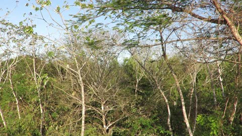 Male Howler Monkey Calling El Limon Panama