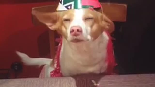 Boomerang brown dog in pink party hat treat drops on table