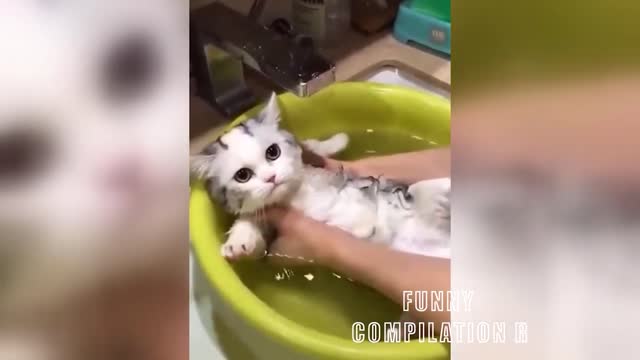 Funny Animals! Funny Cats! Funny Videos! # Short
