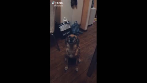 The dog showed its cool eating skills !!!