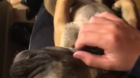 Brown dog getting pet and sitting in owners lap