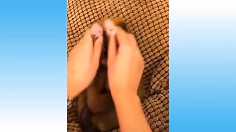 Funny cat