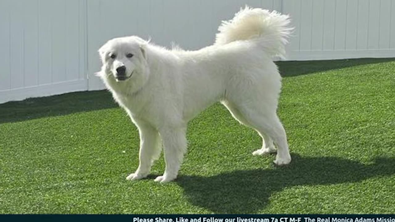 The Importance of Grooming