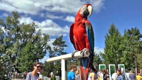 Parrot stands in the yard and people watch