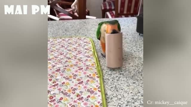 Parrot dancing on the bite with owner