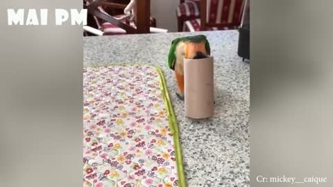 Parrot dancing on the bite with owner