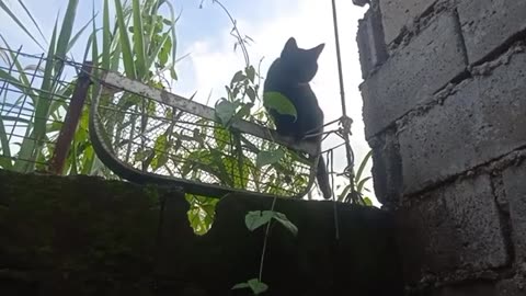 The cat wake up...