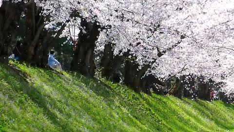 Say I love you where the cherry blossoms are in full bloom