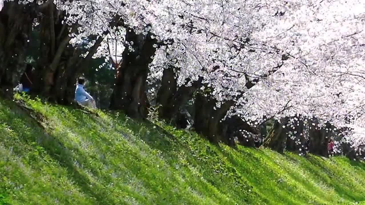Say I love you where the cherry blossoms are in full bloom