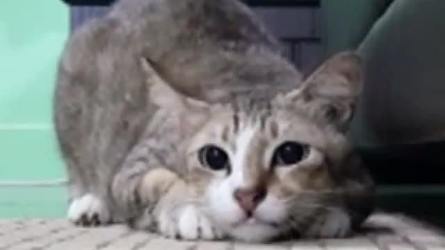 My cat eyes fully dilated and shake his butt before striking