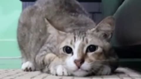 My cat eyes fully dilated and shake his butt before striking