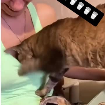 DOG needs some milk...