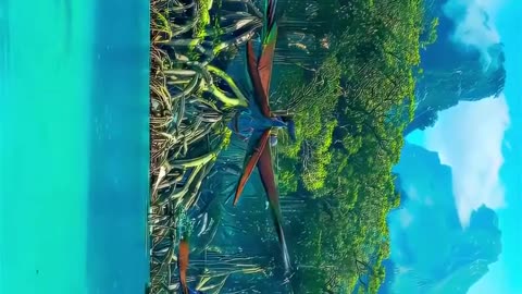 Avatar 4K video