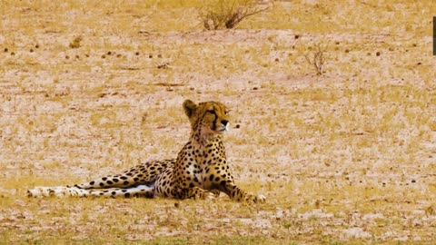 Animals, nature, sound, 10