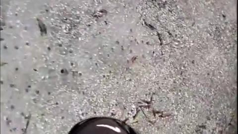 🚨#BREAKING "BLUE Balls" Are FALLING From the SKY during rain storms!