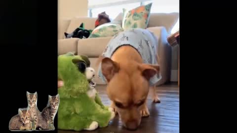 🐱Cute, lovely And Funny Pets !!!🐱 2:03