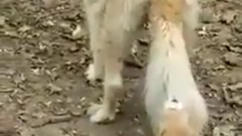 Two dogs play