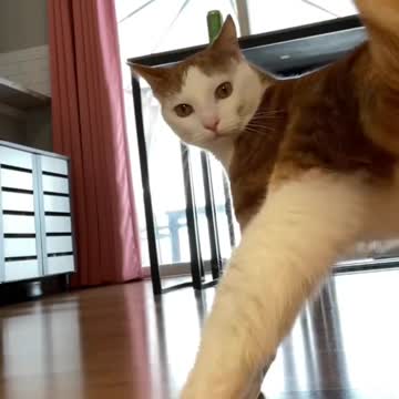 Dancing cats kitty cat #viral #rumble