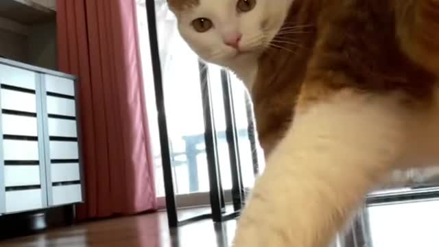 Dancing cats kitty cat #viral #rumble