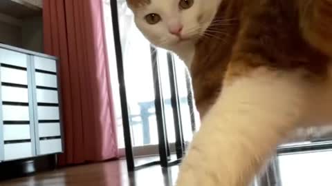 Dancing cats kitty cat #viral #rumble
