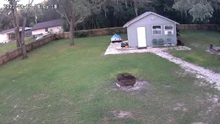 Puppy Luna and Dad play a little Chuck It