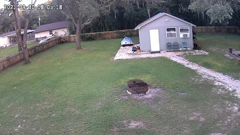 Puppy Luna and Dad play a little Chuck It