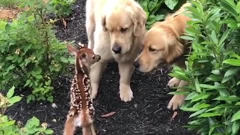 Funniest & Cutest Labrador Puppies #2 - Funny Puppy Videos