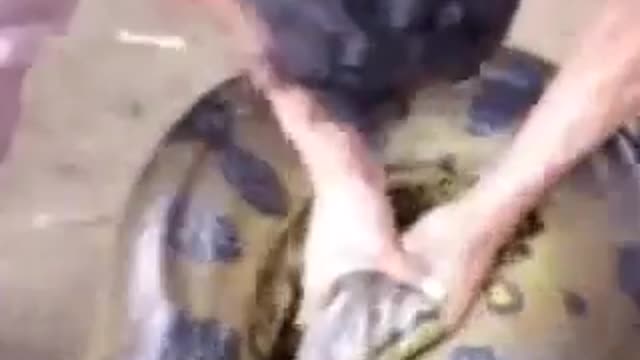 snake the biggest snake in the world anaconda