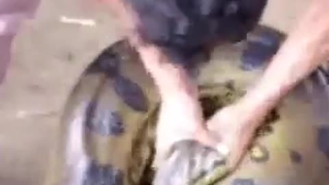 snake the biggest snake in the world anaconda
