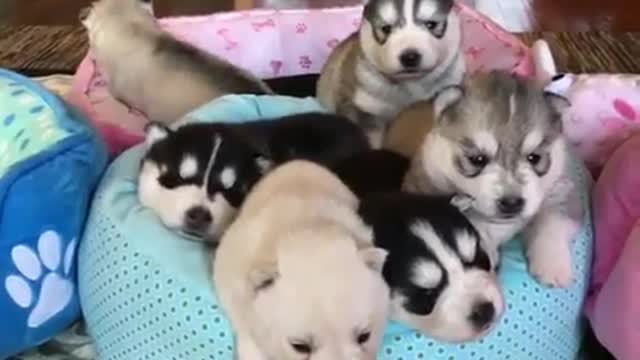 .Six dogs are playing on the sofa.