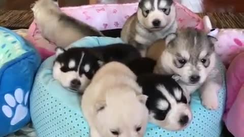 .Six dogs are playing on the sofa.