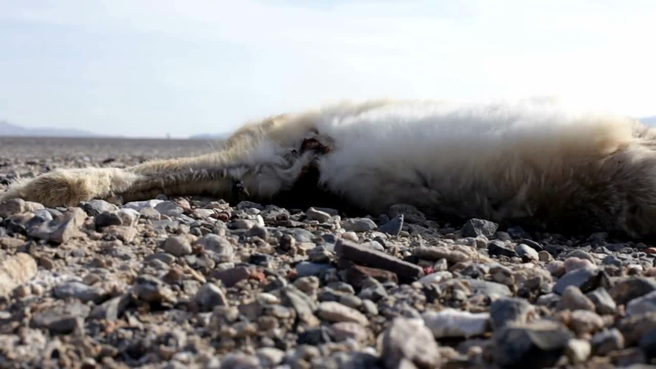 Dead Rabbit on the side of highway