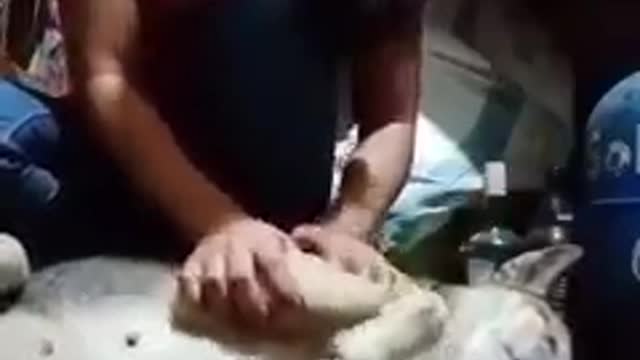 Funny Dog needs an Acting award