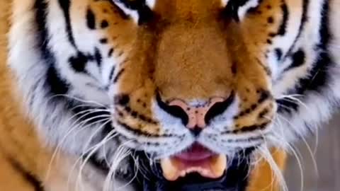 #Tiger_attitude_status_short_video_ 2022